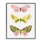 Stupell Industries Pastel Butterfly Trio Framed Giclee Wall Art Design by LSR Design Studio